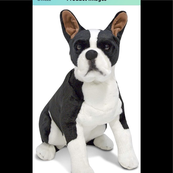 Do Boston Terriers Like To Burrow